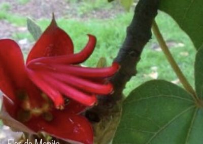 flor de manita