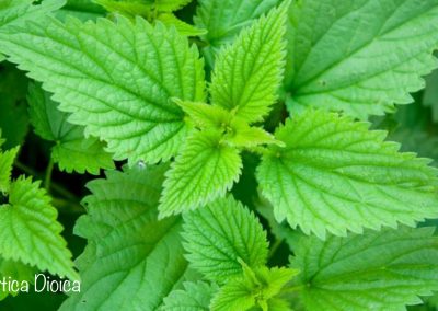 urtica dioica
